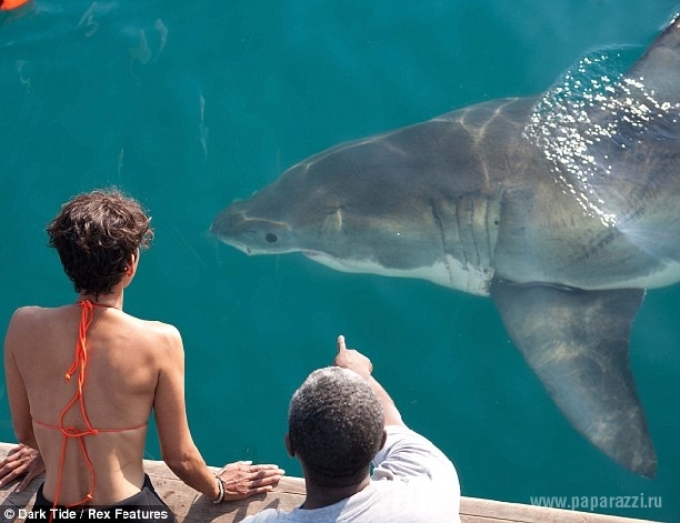 Халле Берри познакомилась с акулами