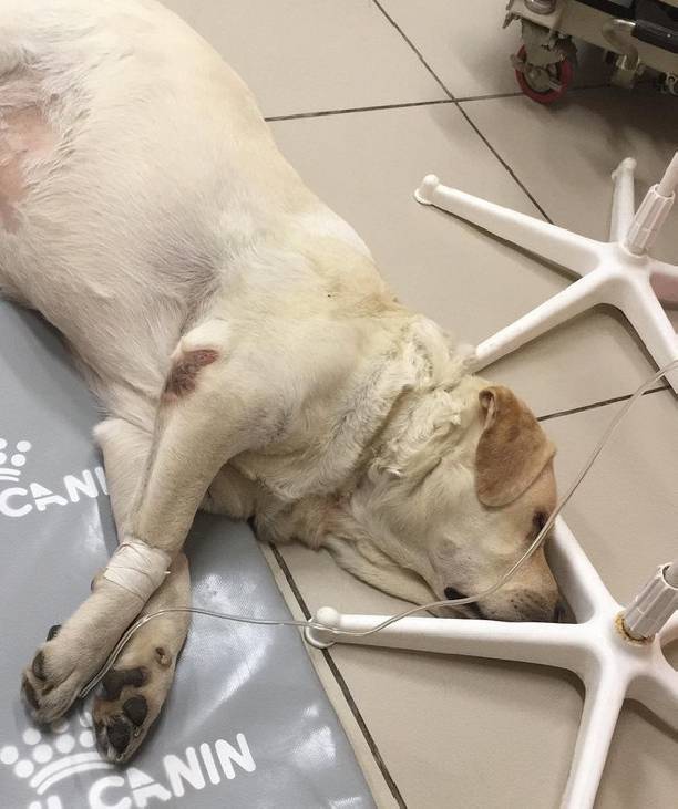 Любимая собака Жанны Фриске умерла от рака