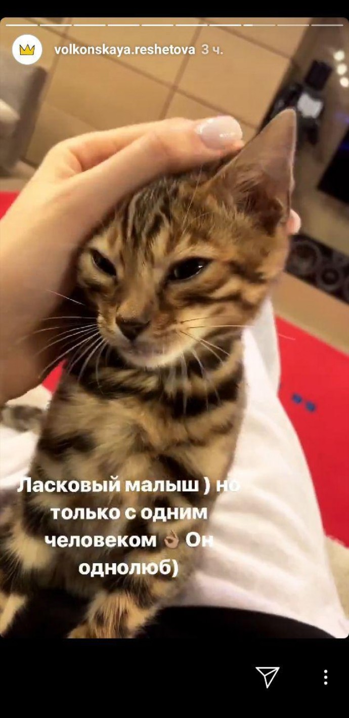 Уже не троица: Анастасия Решетова попрощалась с одним из котов