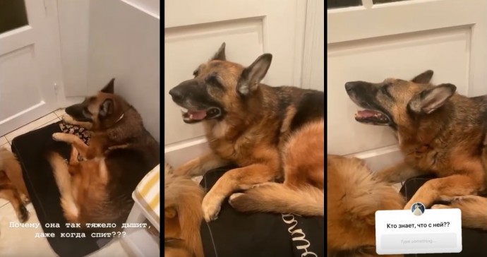 Собака Виктории Бони умерла после съёмок злополучного видео