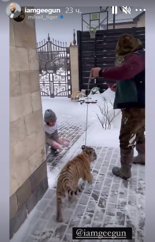 Рэпер Джиган привёл в дом трёхмесячного тигра