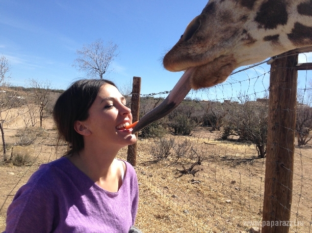 Гузеева поцеловала жирафа