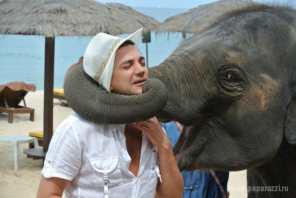 слон влюбился в николая тимофеева