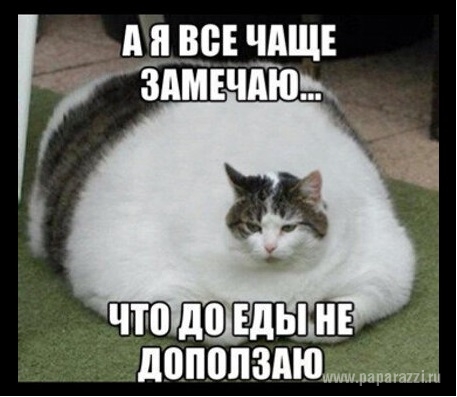 Ксения Собчак наехала на кота Татьяны Арно