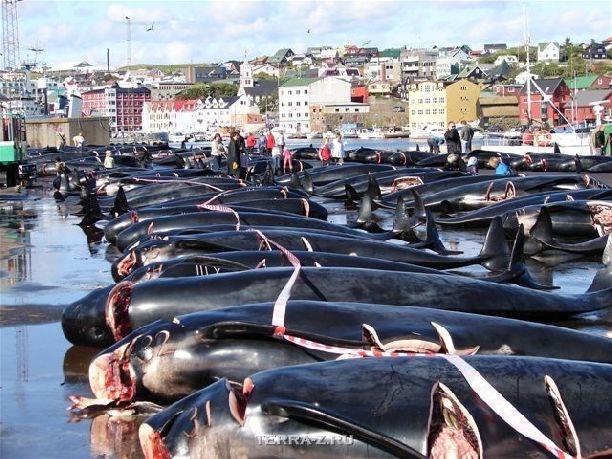 Крис Хемсворт сбросил половину веса ради роли в фильме "В сердце моря" 