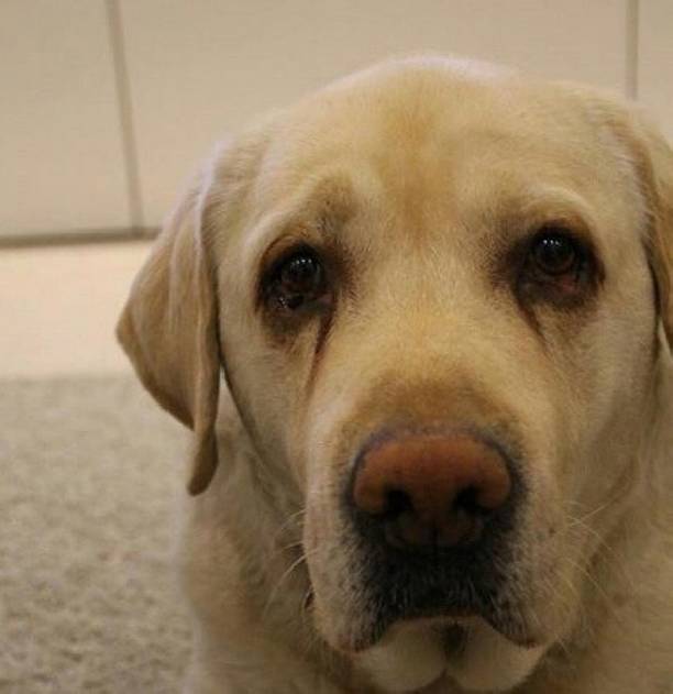 Любимая собака Жанны Фриске умерла от рака