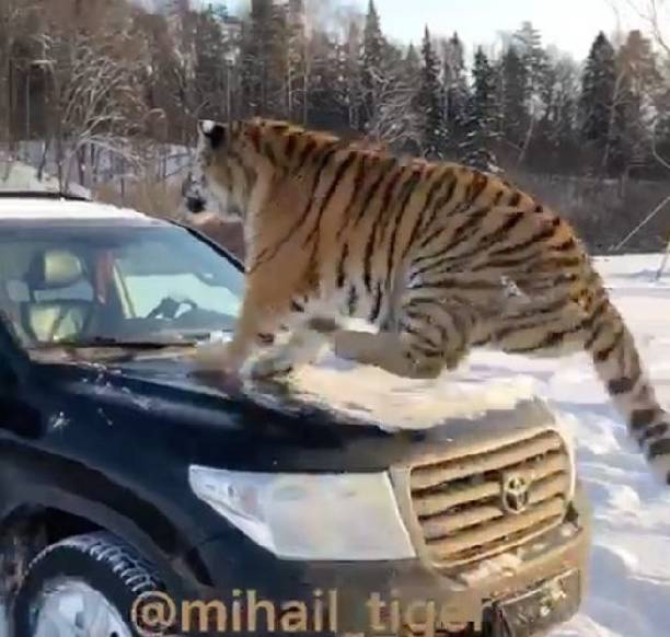 Виктория Боня вылетела из Лондона в Москву к мужчине